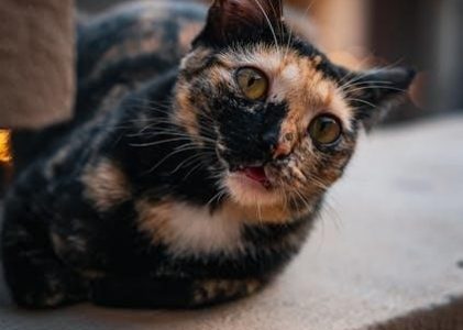 beyond the divorce novel pdf free download