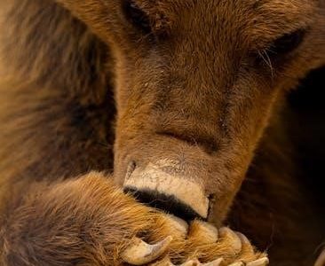 touching spirit bear pdf book